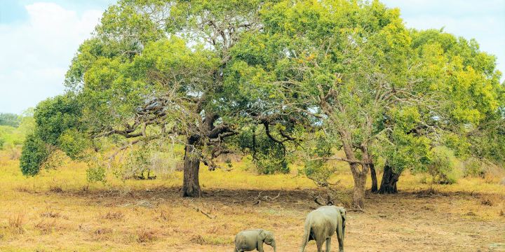 Yala National Park