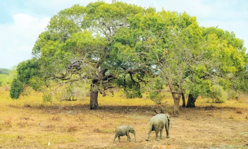 Parco nazionale di Yala