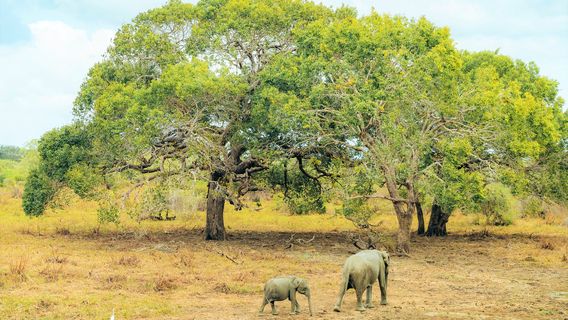 Parc national de Yala