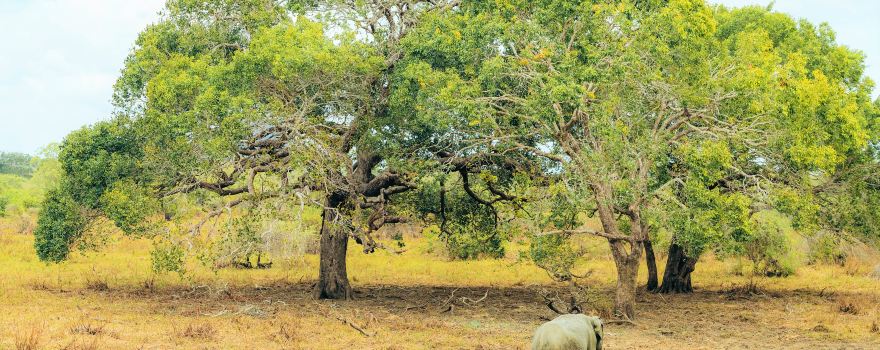 Yala National Park
