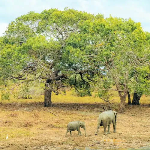 Top 10 Family-friendly Attractions in Sri Lanka