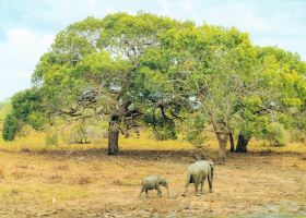 Hotels near Udawalawe National Park