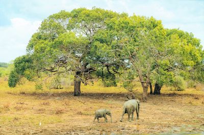 Parque nacional Yala