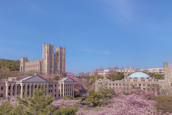 벚꽃하면 경희대 서울캠퍼스'경희랜드' | 트립닷컴 서울
