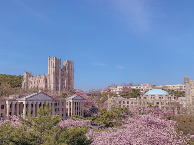 벚꽃하면 경희대 서울캠퍼스'경희랜드'