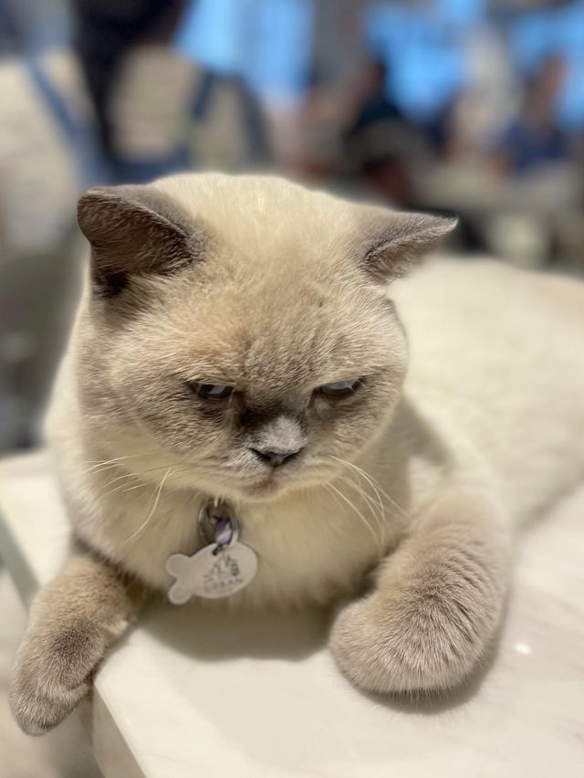 貓咪好高質cafe