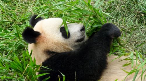 神戸市立王子動物園