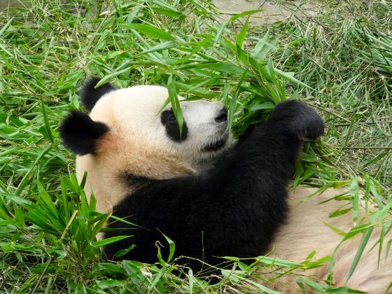 神戶市立王子動物園