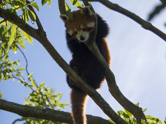 淹城野生動物世界