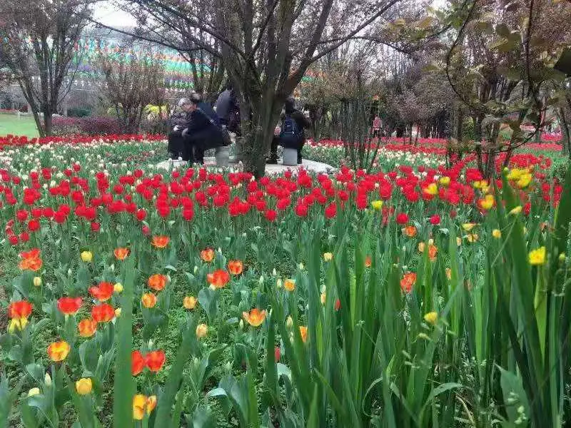 鳳凰花海