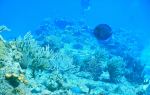 Sea Bees Diving Phuket