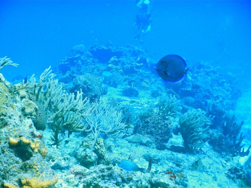 Sea Bees Diving Phuket