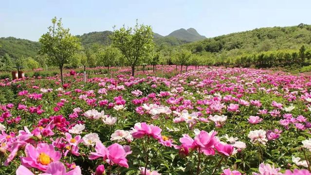 shi he dong gou hua hai