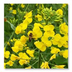 半岛翡丽海鲜自助餐厅 User Photo