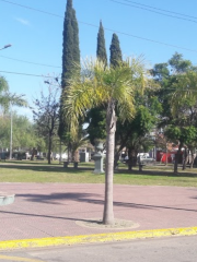 Plaza Ricardo Rojas