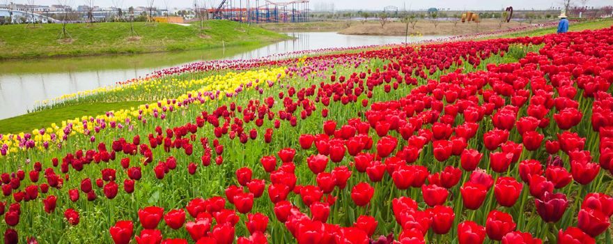 沔州百萬花海風景區