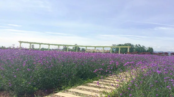 薰衣草莊園