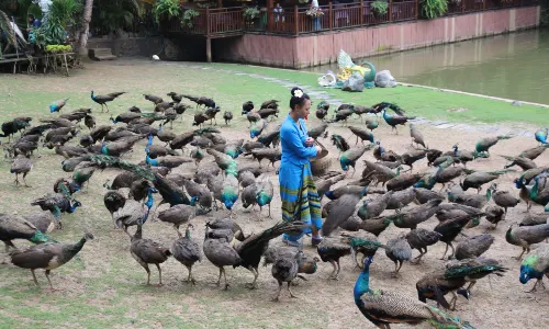 Peacock Feeding in Xishuangbanna