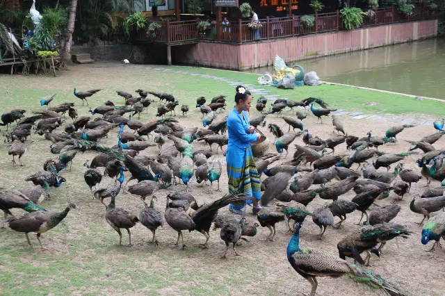 Peacock Feeding in Xishuangbanna
