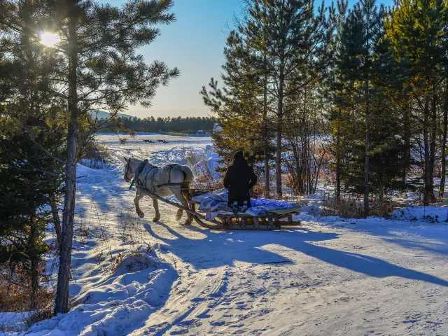 Snow Sledding in Mohe