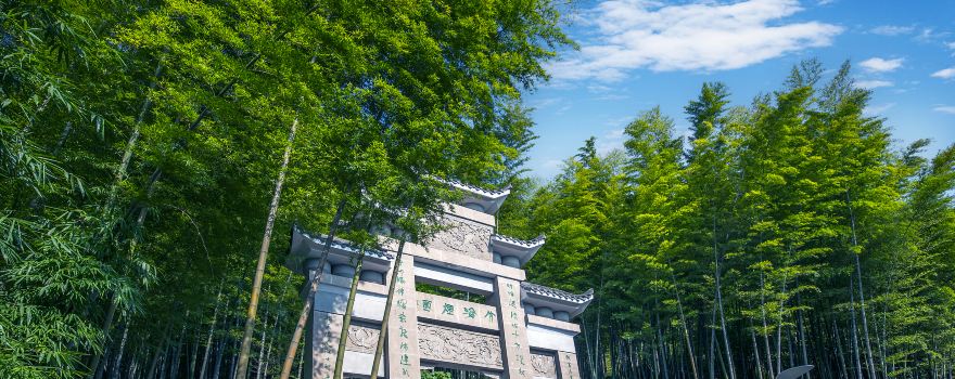 茶山竹海