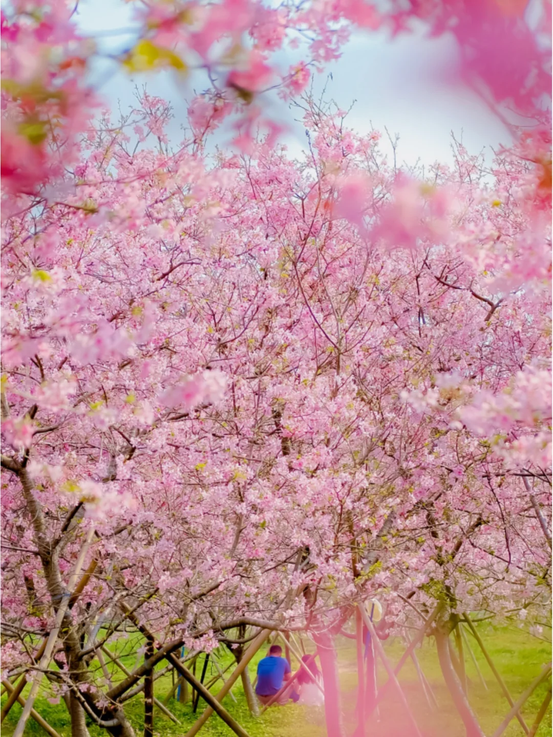 天適櫻花節 | 天適櫻花悠樂園