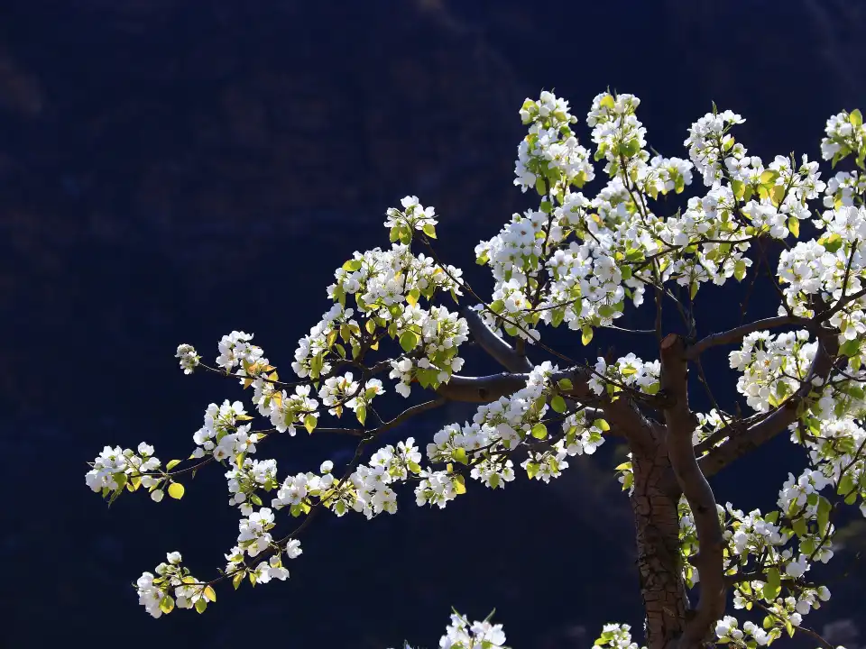 3_Limutai Scenic Area