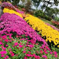 【大分】くじゅう花公園