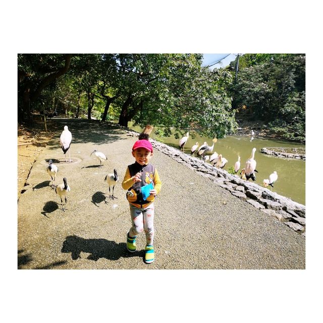 近距離接觸各種鳥類，仲有湖邊風景好好睇！|  沖繩自然動植物公園 Neo Park