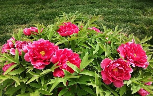 Peony Garden Attractions Changchun Travel Review Travel Guide Trip Com Peony Garden Attractions Changchun Travel Review Travel Guide Trip Com
