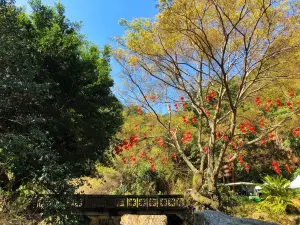 Yearning Tea Plantation Tourist Attraction