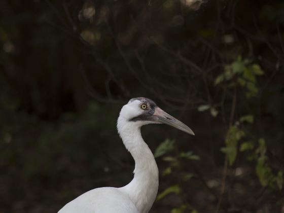 淹城野生動物世界