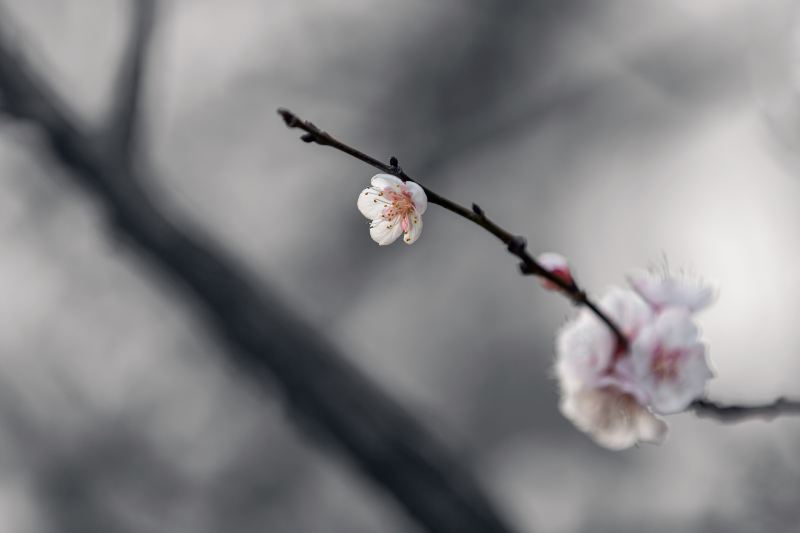 Huaxu Apricot Flower Valley