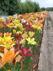 Shuangyashan Flower Sea