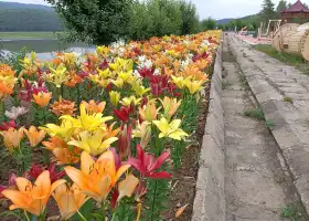 雙鴨山花海