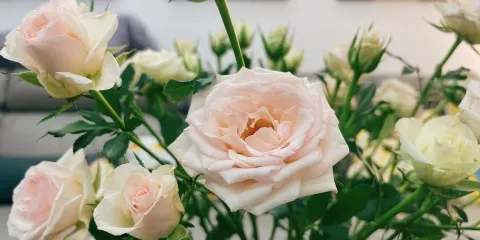 Aieaieaie Restaurant