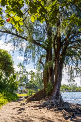 Vé máy bay Aruba Kailua-Kona