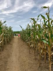 Steinbach Corn Maze and Adventures