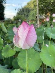 Xianglian Lotus Ornamental Garden