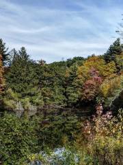 Botanical Garden Primitive Forest