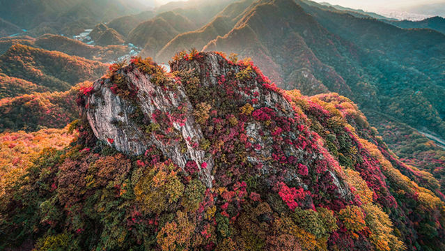 Fall Foliage Sightseeing in Luoyang