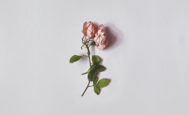 Alison Watt: From Light | Pitzhanger Manor & Gallery