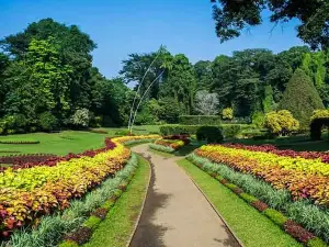 Fioriture Primaverili a Chennai: le opzioni più popolari