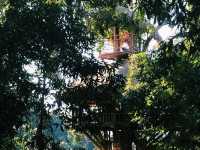 Zip-lining at the Gibbon Experience