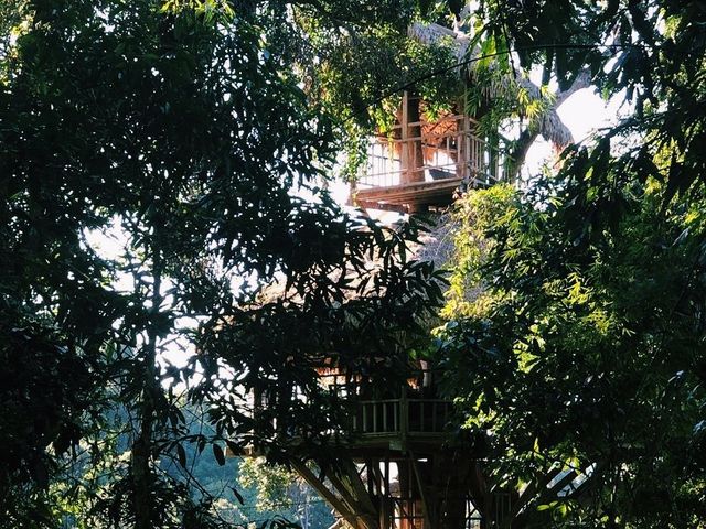 Zip-lining at the Gibbon Experience