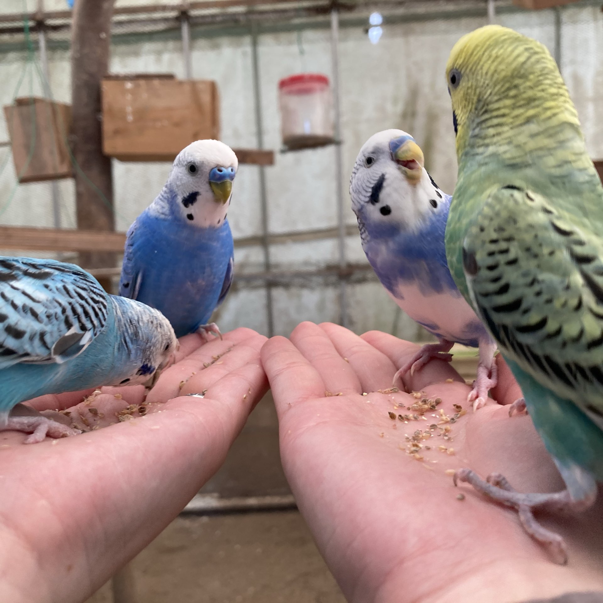 関東一 触れ合える動物園 ダチョウ王国に行ってきました 関東圏だ Trip Com 石岡 トラベルガイド