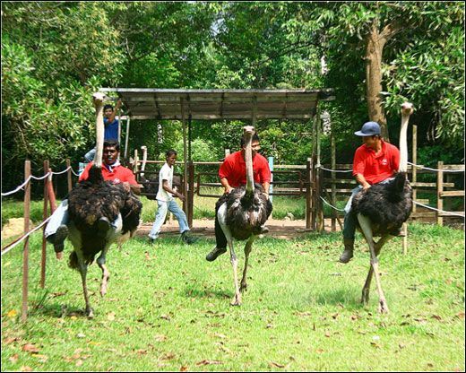PD Ostrich Show Farm