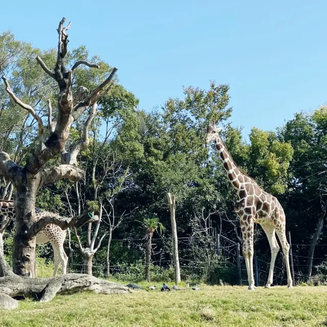 大阪親子遊 必去動物園 