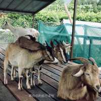 貝澳 JK Club Glamping