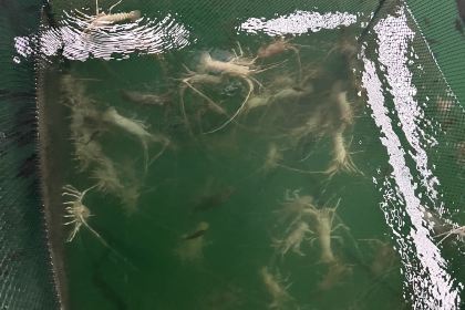 Barelang Seafood Restaurant